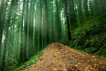 迷雾的神秘森林中的道路图片