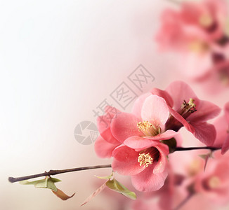 美丽的粉红樱花与图片