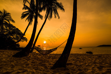 热带天堂海边日落吊床和棕榈图片
