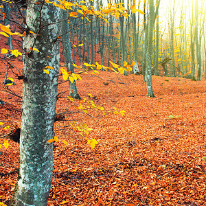 公园中美丽的秋天森林图片
