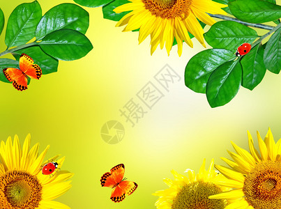 美丽的向日葵黄色的花朵一朵美丽的向日葵的特写镜头图片
