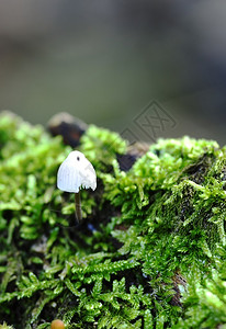 秋天的真菌和苔藓图片