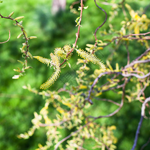 开花的柳树黄柳絮salixmatsudana图片