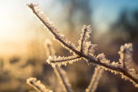 阳光下覆盖着冰的树枝图片