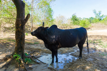 传统泰国牛传统农业图片