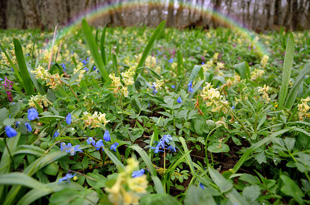 春天的花朵和雨后的彩虹图片