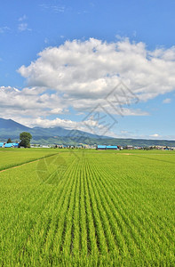 日本北海道的稻田山峦和蓝天图片