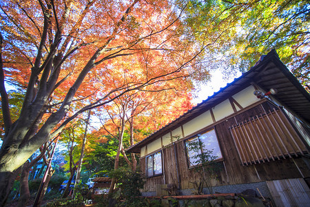 日本的秋色美丽的秋叶图片