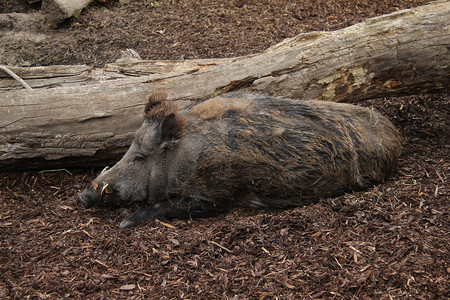 野猪躺在泥里图片