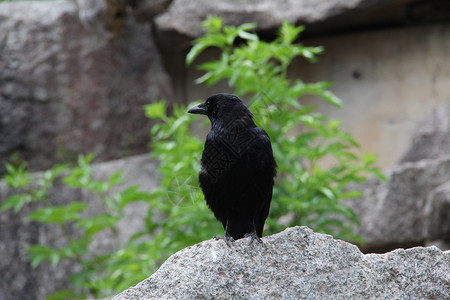 黑乌鸦坐在岩石上图片