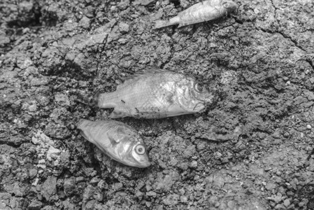 鱼死在裂开的上干旱的概图片