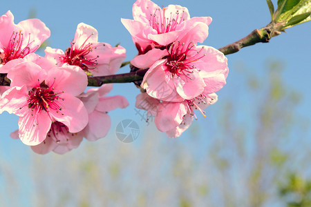 果树的春花图片