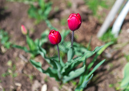 两个红色郁金香花图片