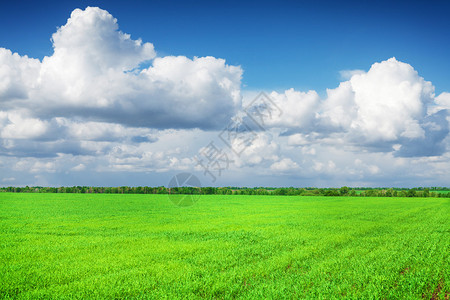 绿草场和蓝天地平线背景上的云彩图片
