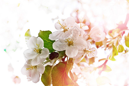 春天的风景开花的苹果树春天的花园图片