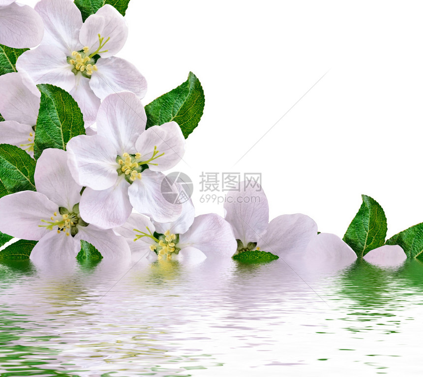 精致的苹果花瓣的抽象背景春天图片