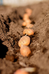 在蔬菜园种植土豆田的过程图片
