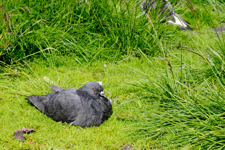 荷叶边的鸽子坐在草地上俄罗斯摩尔曼斯克图片