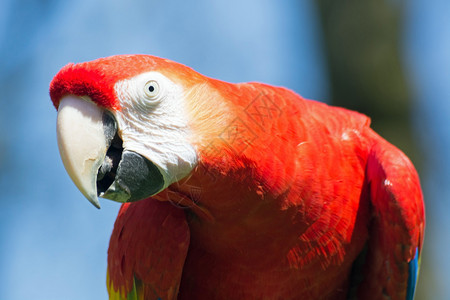 Macaw的肖像图片