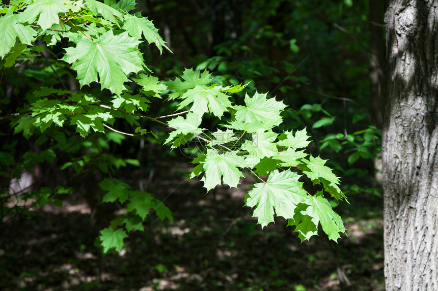 森林中被阳光照亮的绿叶枫树枝图片