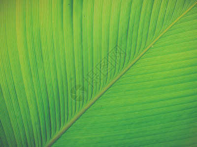 香蕉叶的纹理和细节使用的植图片