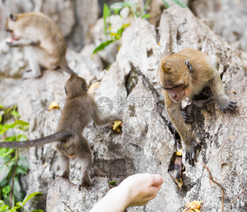 野生猴子从人类手中取食