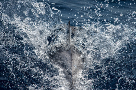 海豚跃出海的鳍细节图片
