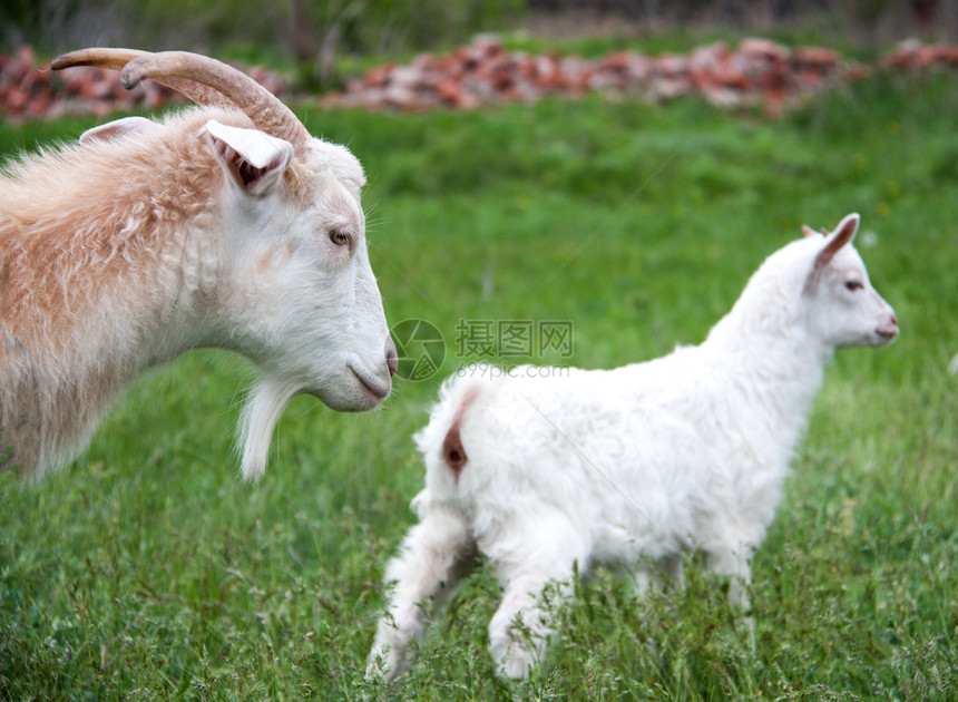 带着山羊的小山羊正在村里的草地上吃草图片