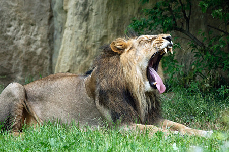草丛中的非洲雄狮图片