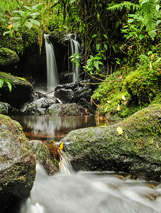 哥斯达黎加CerroDantas储备地的绿图片