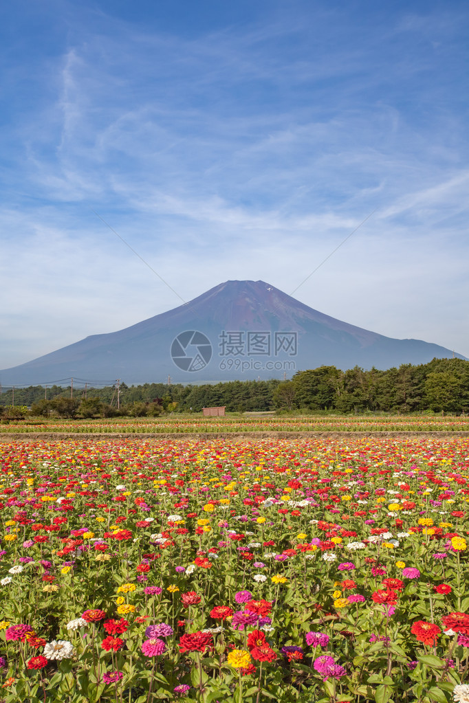 夏季在YamanakakoHananoMiyakoKoen的宇图片