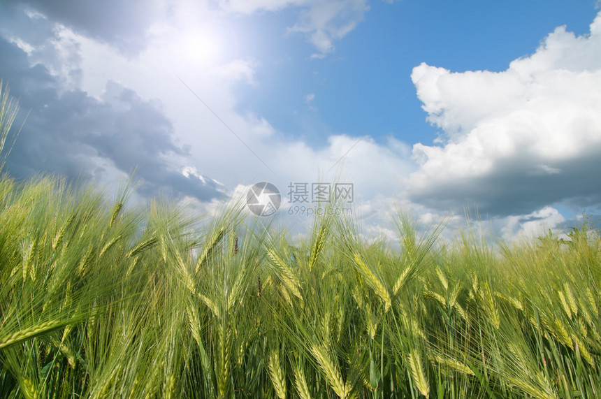 阳光下的黑麦田蓝天白云图片