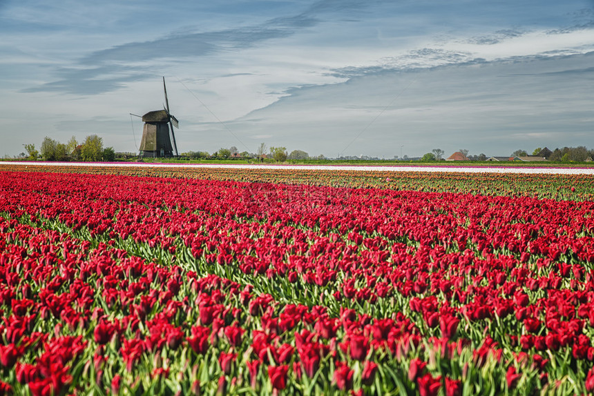 在典型的荷兰语环境中色彩多图片