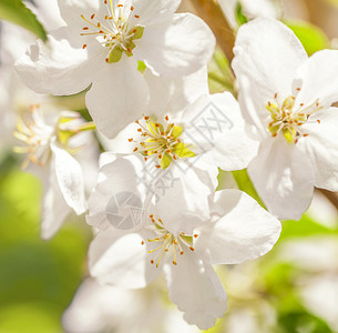 开花的苹果树白色春天的花朵特写方形框架图片