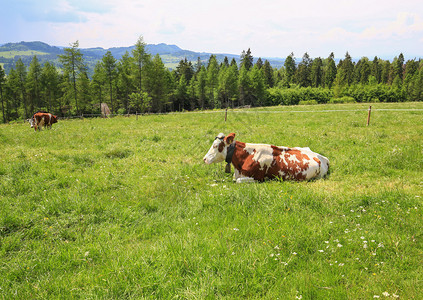 高山草甸奶牛观生态农耕图片