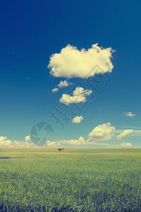 有天空的稻田图片