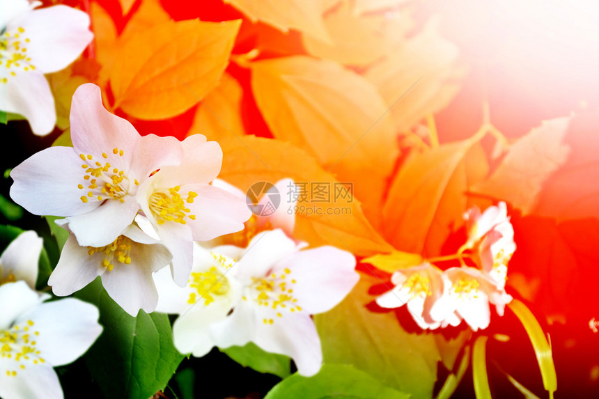 春天的风景与五颜六色的花朵温柔的茉莉花图片