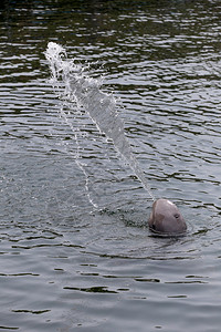 海豚在海上喷洒水以图动背景图片