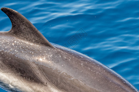 海豚跃出海的鳍细节图片