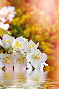 春天的风景与精致的茉莉花白花图片