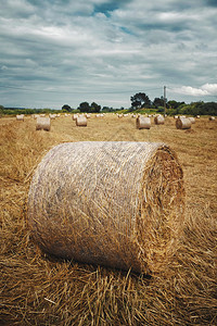 葡萄牙Alentejo地区的农图片