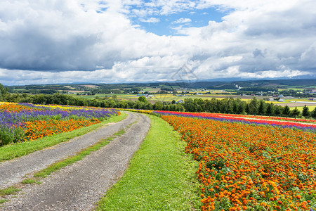 日本北海道花卉农场的土路图片