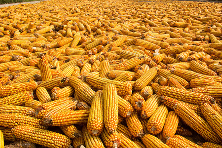 玉米棒煮玉米玉米粉成熟玉米多汁玉米照片爆米花玉米背图片
