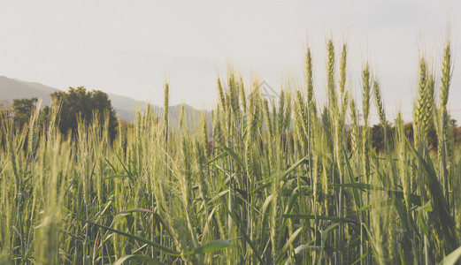 绿色大麦田白天背景时间的高清图片