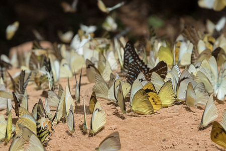 蝴蝶物种多样图片