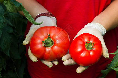 农民手里拿着刚采摘的西红柿图片