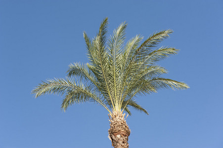 蓝色天空背景下的棕榈树凤凰仙人生图片