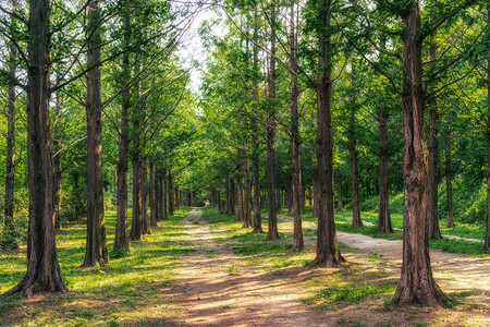 夏季在南科雷亚省汉努尔的哈努尔公园中取走的metasequoia公园图片