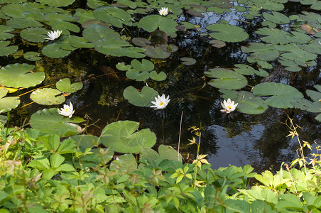 公园池塘里的花图片