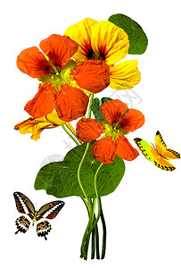 在白色背景上分离出的金莲花蝴蝶图片